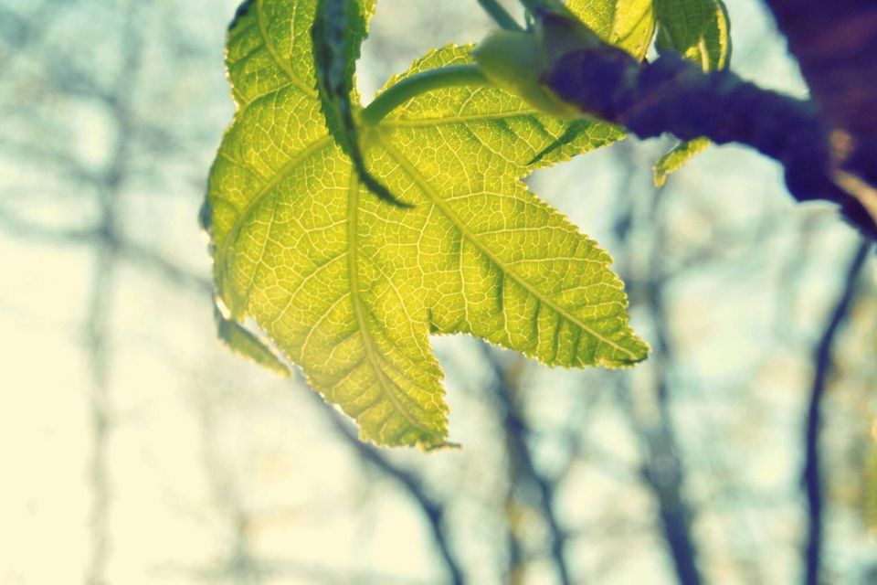 A green leaf in sunlight (placeholder)